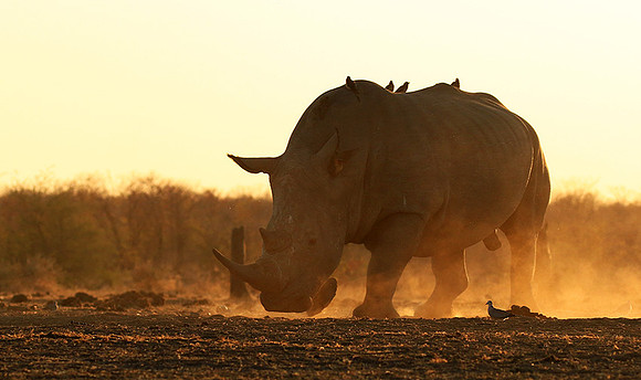 White rhino - Malilangwe wildlife reserve