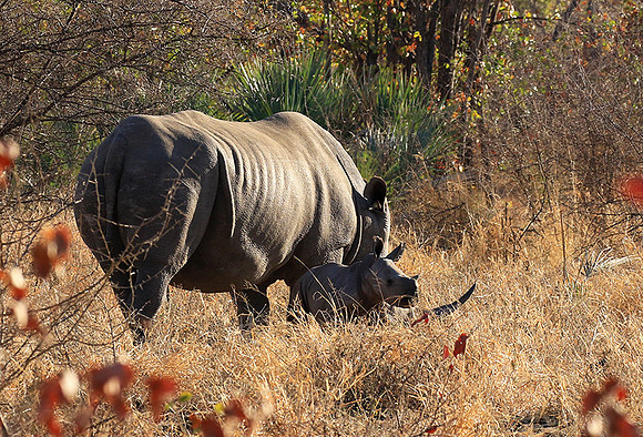 White rhino - Malilangwe wildlife reserve