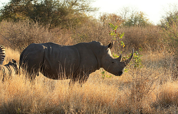 Malilangwe wildlife reserve