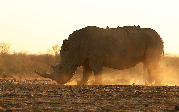Malilangwe wildlife reserve