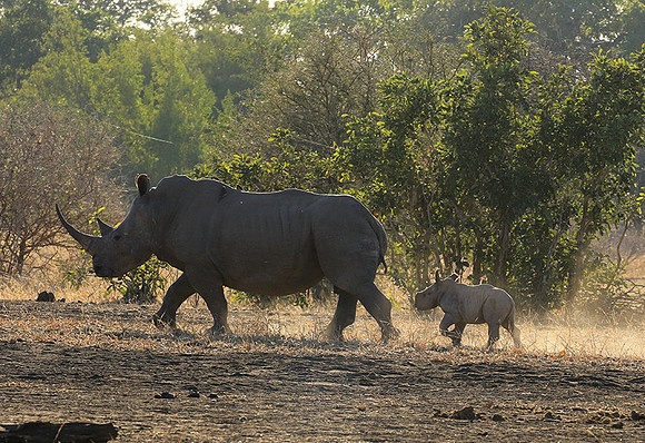 White rhino - Malilangwe wildlife reserve