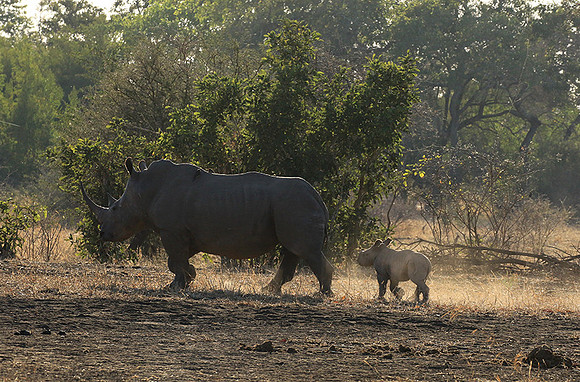 Malilangwe wildlife reserve