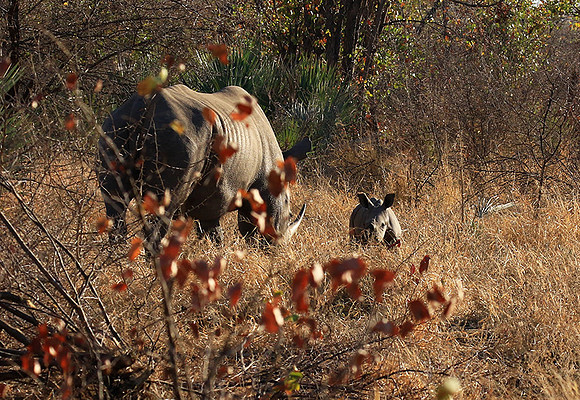 White rhino - Malilangwe wildlife reserve