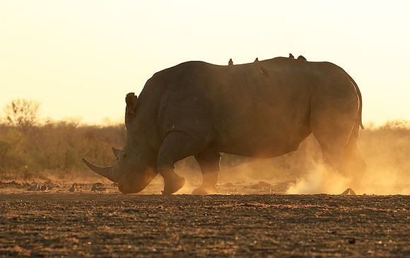 Malilangwe wildlife reserve
