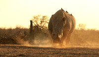 Malilangwe wildlife reserve
