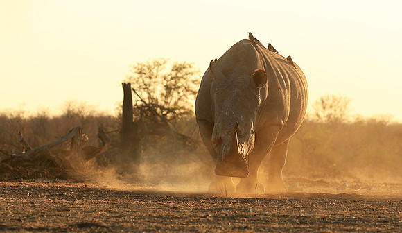 Malilangwe wildlife reserve