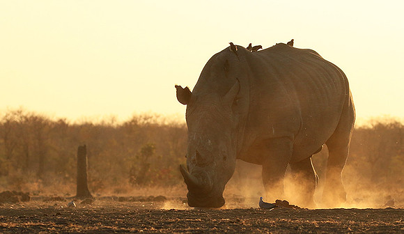 Malilangwe wildlife reserve