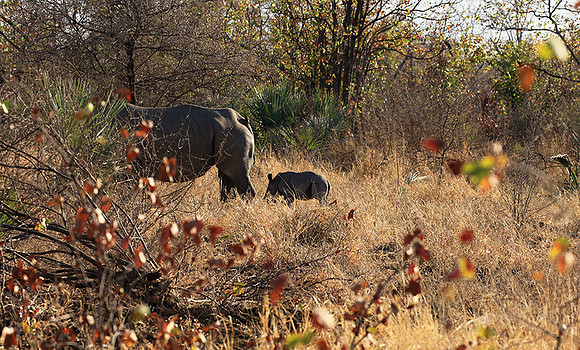 Malilangwe wildlife reserve
