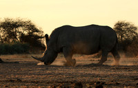 Malilangwe wildlife reserve