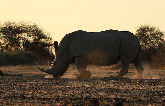 Malilangwe wildlife reserve