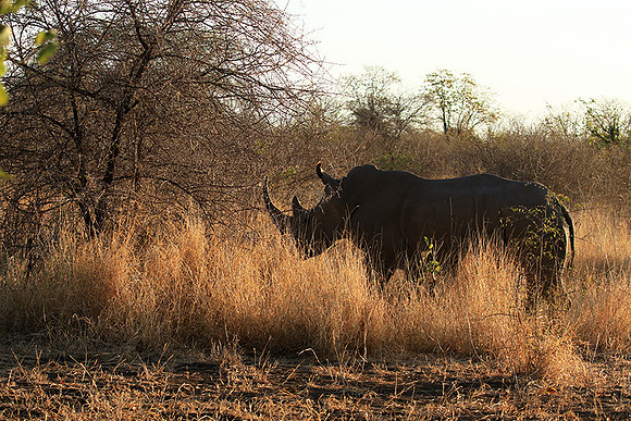 Malilangwe wildlife reserve