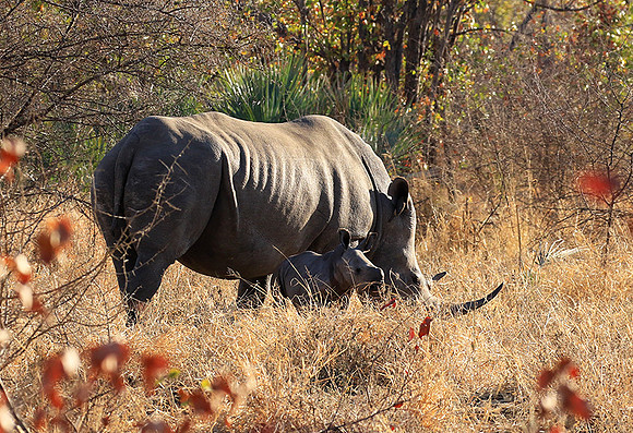 White rhino - Malilangwe wildlife reserve