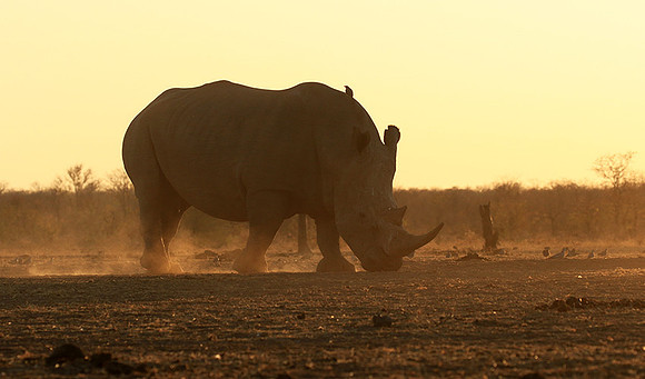 Malilangwe wildlife reserve