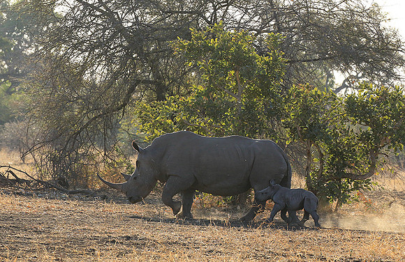 White rhino - Malilangwe wildlife reserve