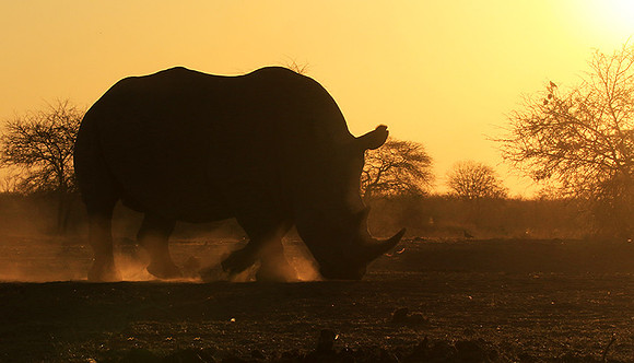 White rhino - Malilangwe wildlife reserve