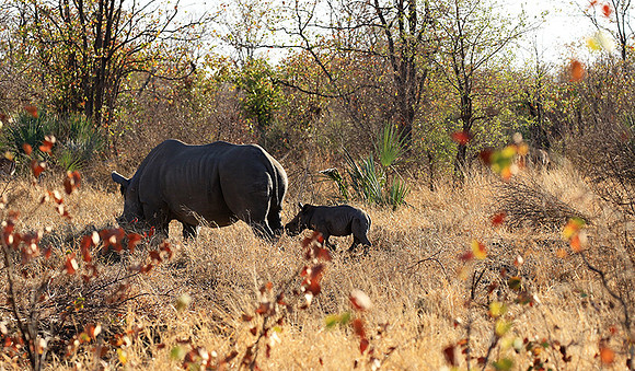 Malilangwe wildlife reserve