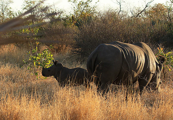 Malilangwe wildlife reserve