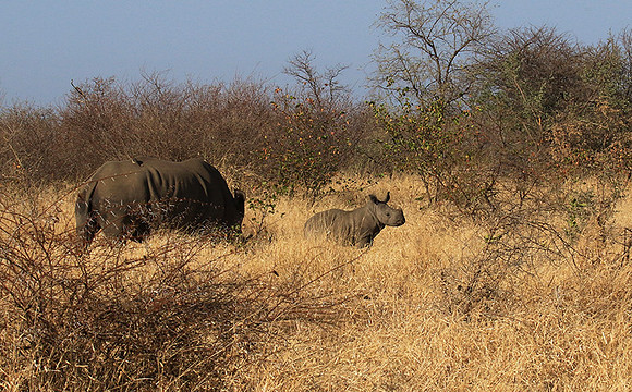 Malilangwe wildlife reserve