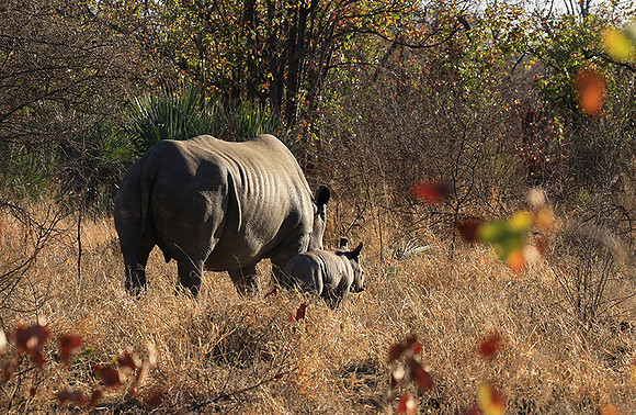 Malilangwe wildlife reserve