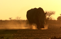 Malilangwe wildlife reserve