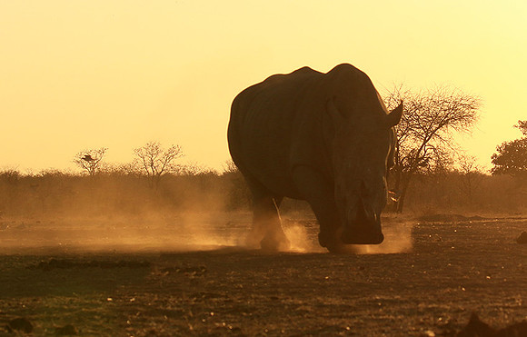 Malilangwe wildlife reserve