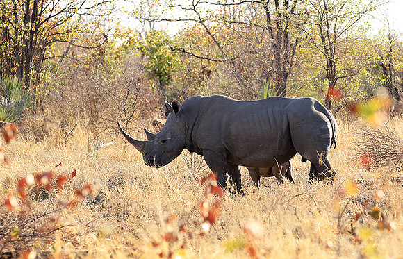 Malilangwe wildlife reserve