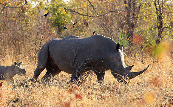 White rhino - Malilangwe wildlife reserve