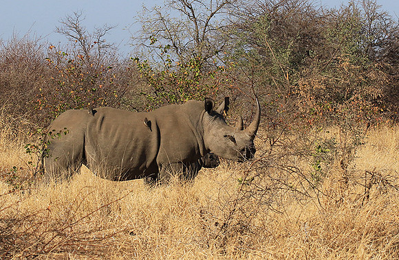 Malilangwe wildlife reserve