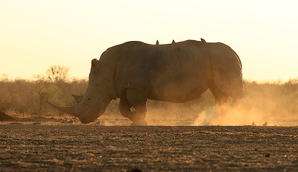 Malilangwe wildlife reserve