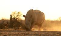Malilangwe wildlife reserve