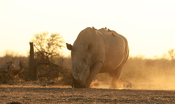 Malilangwe wildlife reserve