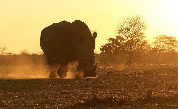 White rhino - Malilangwe wildlife reserve