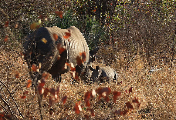 White rhino - Malilangwe wildlife reserve