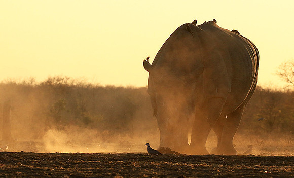 Malilangwe wildlife reserve