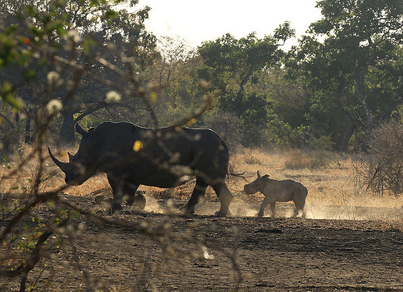 Malilangwe wildlife reserve