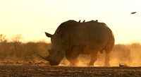 Rhinos