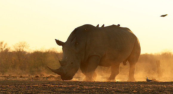 White rhino - Malilangwe wildlife reserve
