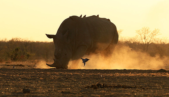 White rhino - Malilangwe wildlife reserve