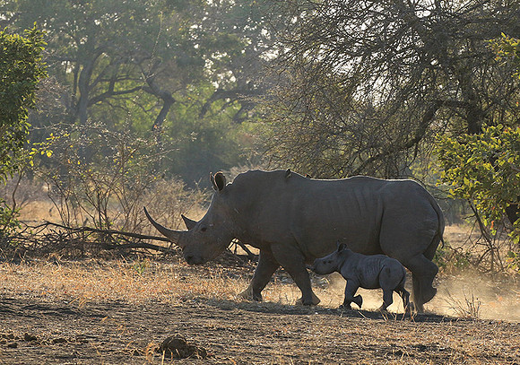 White rhino - Malilangwe wildlife reserve