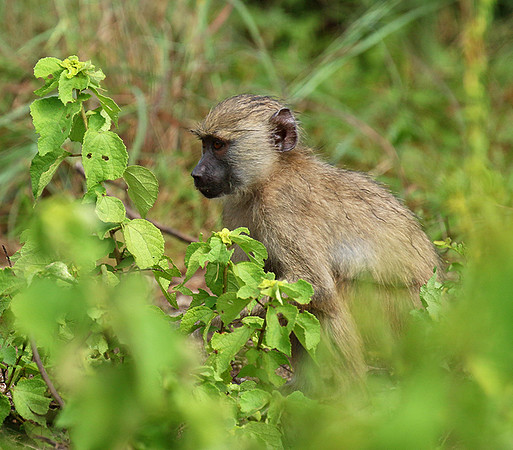 Yellow baboon - Mahale National Park