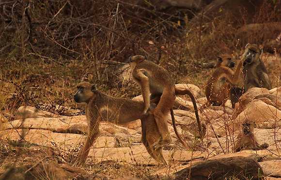 Selous