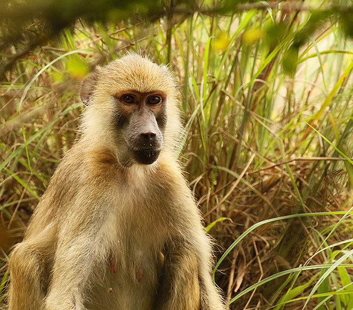 Yellow baboon - Mahale National Park