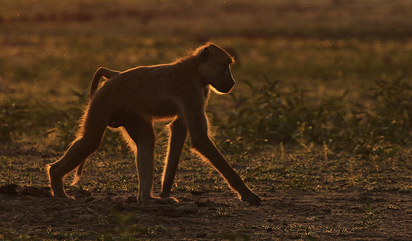 Selous