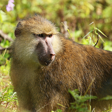 Yellow baboon - Mahale National Park