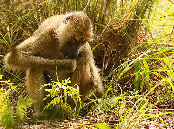 Yellow baboon - Mahale National Park