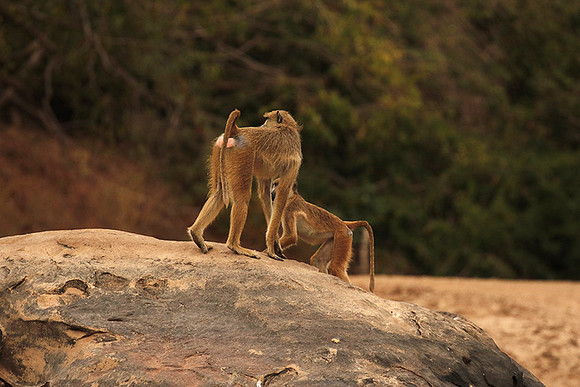 Selous