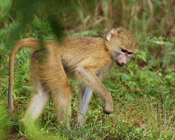 Yellow baboon - Mahale National Park