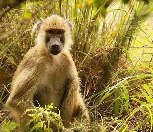 Yellow baboon - Mahale National Park
