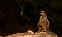 Selous