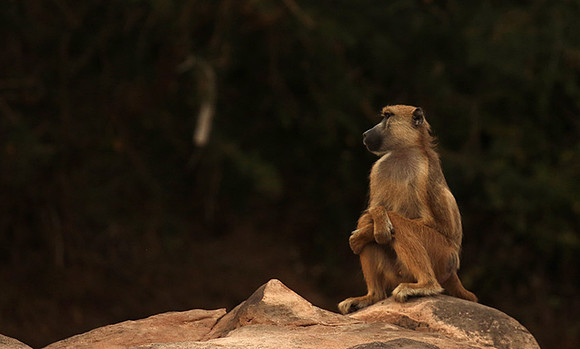 Selous